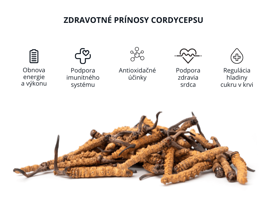 Cordyceps posiluje imunitn systm